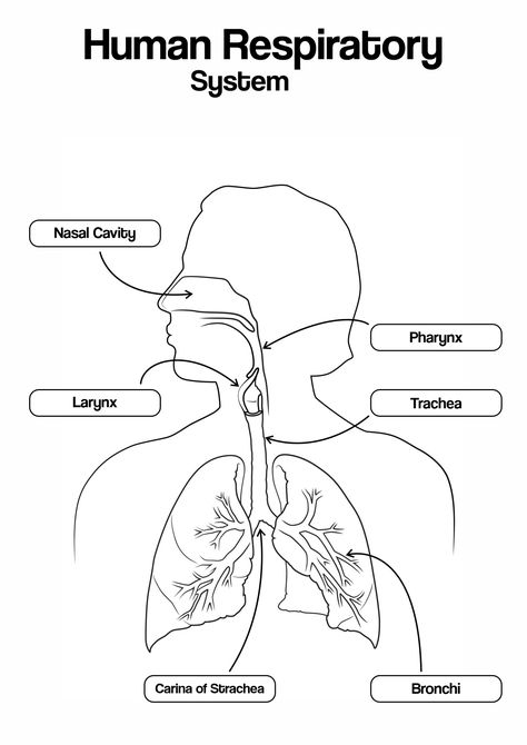 12 Anatomy Human Ear Diagram Worksheet - Free PDF at worksheeto.com How To Draw Respiratory System, Parts Of Respiratory System, Human Respiratory System Drawing, Respiratory System Drawing Easy, Human Respiratory System Diagram, Female Reproductive System Functions, Structure Of Human Ear, Respiratory System Drawing, Respiratory System Diagram