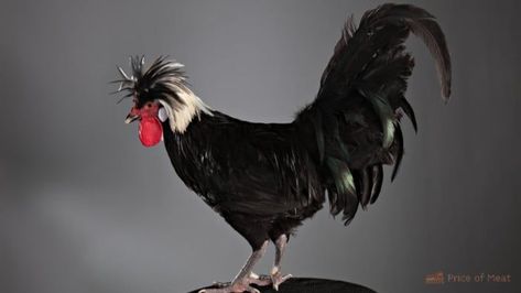 Discover the key differences between a Polish rooster and hen with our comprehensive guide. From physical characteristics to behavior, we explore everything you need to know about these fascinating birds. Whether you're a seasoned chicken keeper or just starting out, this guide is a must-read. Pin it now to learn more about these unique and beautiful birds! #PolishRooster #PolishHen #ChickenKeeping #BackyardChickens #Poultry #Fowl #RoosterVsHen #ChickenBehavior #ChickenBreeds Rooster Vs Hen, Polish Hen, Polish Rooster, Feather Arrangements, Polish Chicken, Physical Characteristics, Seasoned Chicken, Egg Production, Chickens And Roosters