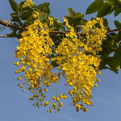 Cassia Fistula, Golden Rain Tree, Rain Tree, Tree Flowers, Clay Soil, Inspirational Quotes Pictures, Seed Pods, Fall Color, Inspirational Images