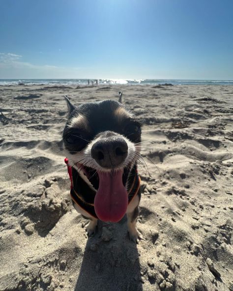 Cute, dog, chihuahua, pose, pet photoshoot, funny, small dog, happy, beach, ocean Beach Dog, Beach Dog Photos, Heartwarming Pictures, Survival Instinct, What Cat, Pet Mom, Foster Kittens, Places In California, Owning A Cat