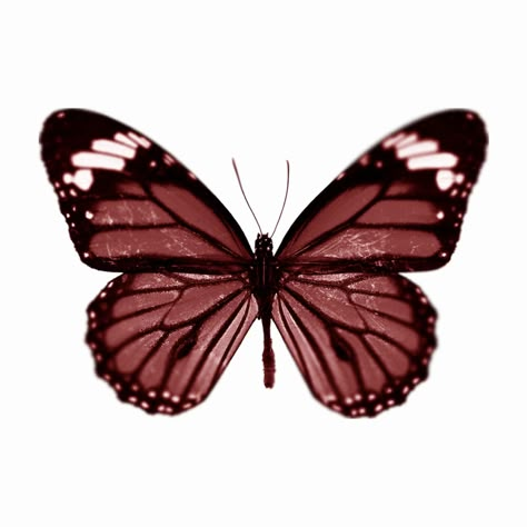 Butterfly App Icon, Butterfly Widget, Butterfly Icons, Butterfly Icon, Widgetsmith Aesthetic, Butterfly Aesthetic, Butterfly Cutout, Aesthetic Butterfly, Blue Springs Ride