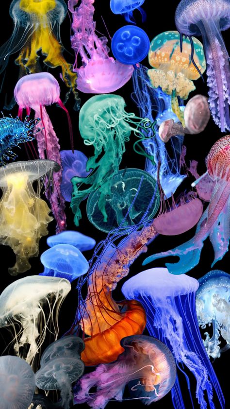 #jellyfish #wallpaper #aesthetic #animals #ocean Jellyfish Wallpaper Aesthetic, Sea Life Theme, Jellyfish Pictures, Jellyfish Wallpaper, Aesthetic Animals, Cute Home Screen Wallpaper, Jellyfish Art, Iphone Wallpaper Sky, Map Wallpaper