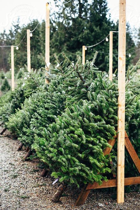 Various Pre-Cut Christmas Trees For Sale Leaning Against Wooden Trestles Winter Hanging Baskets, Rustic Vintage Christmas, Farm Christmas Tree, Pioneer Homestead, Christmas In The Woods, Stars Christmas Tree, Ranch Christmas, Windows Christmas, Christmas Tree Lot