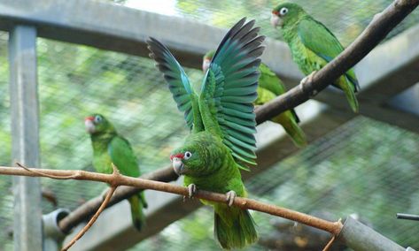 Puerto Rican Parrot, Environment Conservation, Seed Dispersal, Amazon Parrot, Travel America, Rare Species, Galapagos Islands, Endangered Species, Puerto Rican