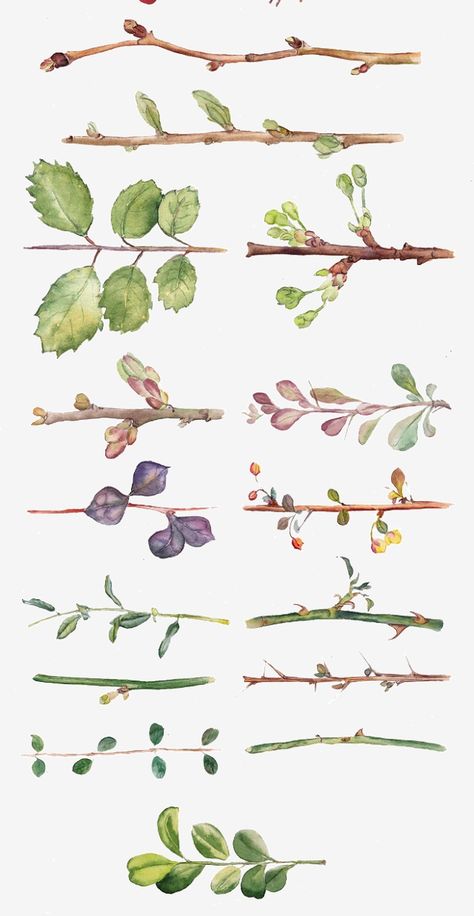 Watercolor Tree Branch, Botanical Artists, Branch Drawing, Leaves Png, Leaves And Branches, Leaves Watercolor, Watercolor Tree, Leaf Drawing, Graphic Design Background Templates