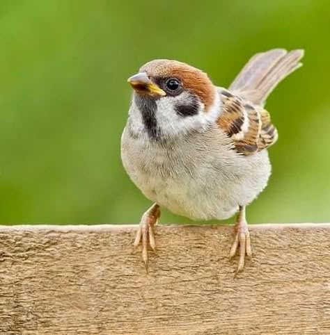 Tree Sparrow, Regard Animal, Sparrow Bird, Bird Wallpaper, Airbrush Art, Backyard Birds, Bird Pictures, Birds Tattoo, Bird Drawings