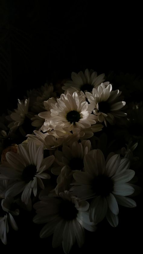 Dark Aesthetic Pictures Flowers, Dark Flowers Wallpaper Aesthetic, Moody Iphone Aesthetic, Flower Academia Aesthetic, Dark Daisy Wallpaper, Dark Flowers Background, Flower Grunge Aesthetic, Fleurs Aesthetic Vintage, Dark Wallpapers Aesthetic Feminine