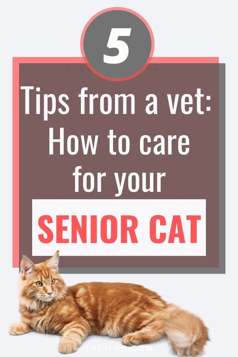 Elderly Cat Care, Senior Cat Care Tips, Senior Cat Care, Senior Cat Food, Cat Health Problems, Cat Vet, Natural Pet Care, Cat Supplements, Cat Health Care