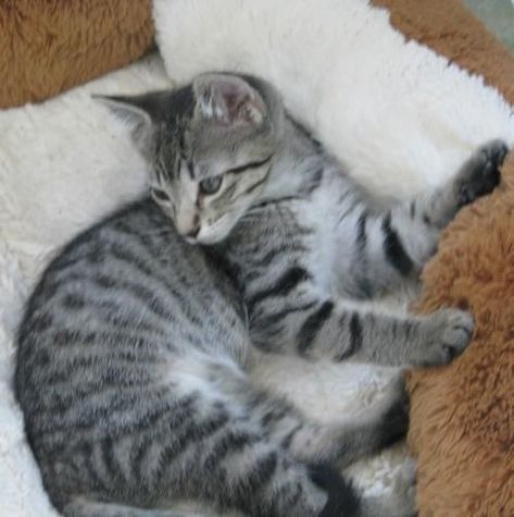 This is my grey bengal cat when she was a baby Her name is Tibby. Grey Bengal Cat, Cat Eye Problems, Grey Cat, Like A Cat, Bengal Cat, Cat Health, Cat Care, Tabby Cat, Pet Health