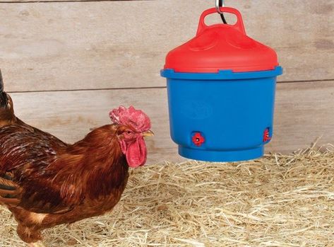 Best Heated Chicken Waterer Rabbit Waterer, Chicken Water Heater, Heated Chicken Waterer, Duck Waterer, Chickens In The Winter, Mold Prevention, Chicken Waterer, Water Heater Repair, Coop Design