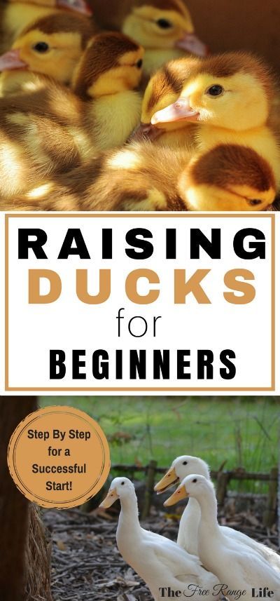 If you love raising chickens, you'll love raising ducks! Learn everything you need to get started in this Beginner's Guide to Raising Ducks! Raising Ducks For Beginners, Ducks For Beginners, Raising Ducklings, Muscovy Ducklings, Duckling Care, Duck Care, Duck Craft, Muscovy Ducks, Duck Pens