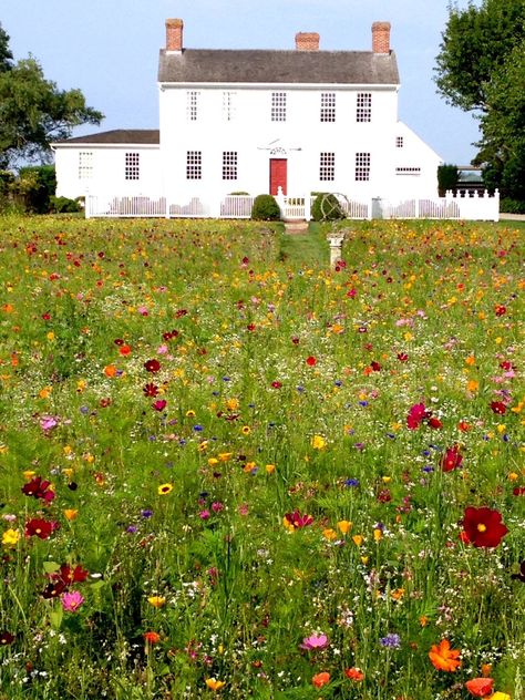 Grow Wildflowers, Lawn Alternatives, American Meadows, Wild Flower Meadow, Garden Wallpaper, Front Lawn, Wildflower Garden, Pollinator Garden, Front Yard Garden