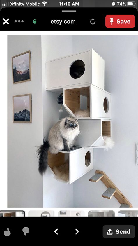 Cat Room Ideas, Diy Cat Tree, Cat Run, Outdoor Cat Enclosure, Pet Things, Cat Playground, American Shorthair, Outdoor Cat, Indoor Pets