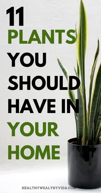 Best Plants For House, In Door Plants Houseplant, Plants At Home Decor, Best Room Plants, Great House Plants, Healthy Indoor Plants, Best Indoor House Plants, Best Inside Plants, Best Living Room Plants