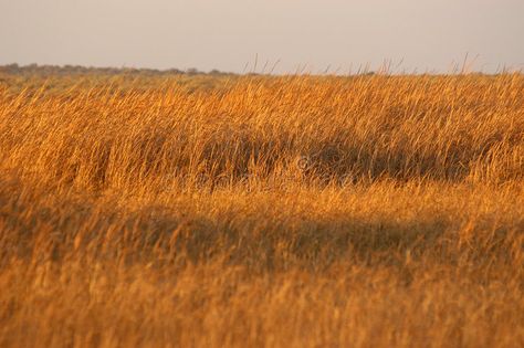 Golden Field, Tall Grass Field, Golden Grass Field, Wheat Grass Shots, Sunny Grassy Field, Farmhouse Paintings, Grass Field, Wheat Grass, Holiday Flyer