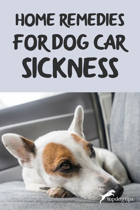 Sick Dog Remedies, Sick Puppies, Dog Remedies, Car Sick, Motion Sickness, Sick Dog, Dog Care Tips, Car Rides, Summer Dog