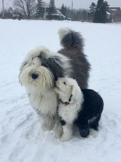 English Sheepdog Puppy, Sheep Dog Puppy, Mandy Patinkin, Sheep Dog, Bearded Collie, English Sheepdog, Old English Sheepdog, Fluffy Dogs, Pretty Animals