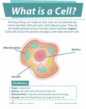 Second Grade Life Science Worksheets: What is a Cell? What Is Biology, Teaching Cells, What Is Cell, Life Science Middle School, Science Cells, Cells Worksheet, Second Grade Science, Study Biology, Biology Classroom