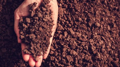 European leaders urged to act on soil sustainability   For further CleanTech News - https://ecs.page.link/SbJp  #cleantech #cleantechmarketplace Growing Wheat, Carbon Sink, Earth Surface, Soil Testing, Soil Layers, Sandy Soil, Clay Soil, Organic Matter, Garden Soil