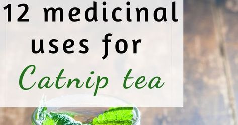 Catnip Tea Benefits, Catnip Herb Benefits, Catnip Benefits, Medicinal Gardening, Catnip Tea, Healing Tea Recipes, Growing Catnip, Gnomes Spring, Herbs For Sleep