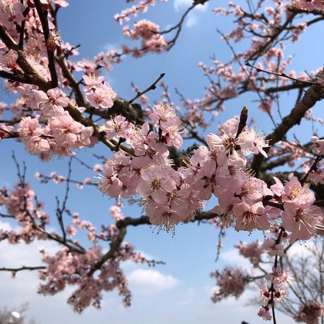 Prunus Mume, Gyeongju, Flowers, Travel, Instagram