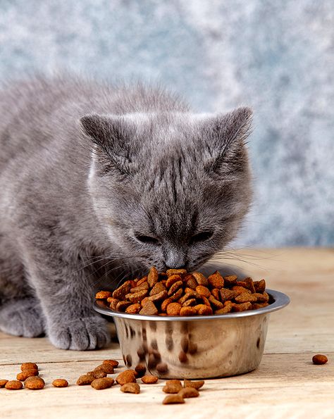 Do You Feed Your Cat Before You Feed Yourself? | Catster What Cats Can Eat, Food Myths, Cat Entertainment, Best Cat Food, Cat Nutrition, Cat Ages, Kitten Food, Lovely Creatures, Cat Feeding