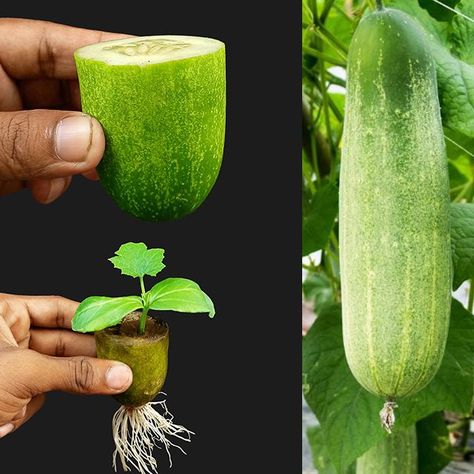 Cucumber From Seed, Growing Cucumbers From Seed, Grow Cucumbers, Cucumber Plant, Growing Cucumbers, Cucumber Seeds, Planting Hydrangeas, Planting Vegetables, Green House