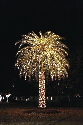 Christmas Palm Tree, Beachy Christmas, Tropical Christmas, Beach Christmas, Coastal Christmas, Noel Christmas, Tree Lighting, Charleston Sc, Christmas Magic