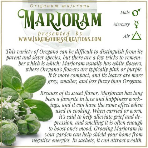 This herb is sometimes called Sweet Marjoram, as Oregano can be referred to as simply Marjoram. It didn't reach mainstream US kitchens until after World War II, but it's now a staple and popular in herb gardens worldwide. // #marjoram #love #herbmagick #greenwitch #kitchenwitch #happiness #protection #wealth #hedgewitch #magick Holistic Plants, Sweet Marjoram, Flower Symbolism, Herbal Witch, Kitchen Witch Recipes, Witchcraft Herbs, Magickal Herbs, Medicinal Herbs Garden, Medical Herbs