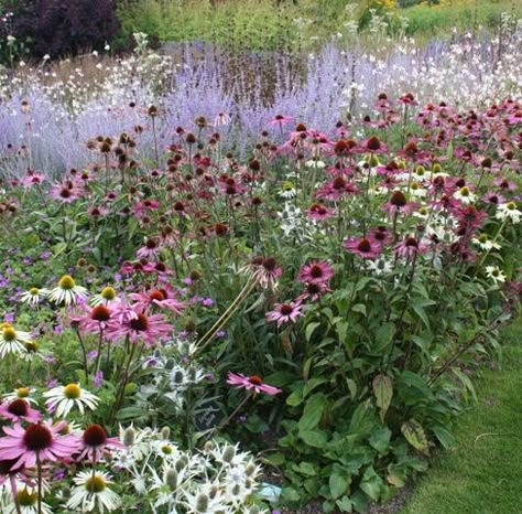 Prairie Planting, Prairie Garden, Planting Ideas, Garden Arbor, Cut Flower Garden, Have Inspiration, Plant Combinations, Garden Borders, Gorgeous Gardens