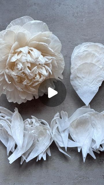 Zane Stavra on Instagram: "Pom Pom Wafer Paper Peony - sneak peek from my new video tutorials 🤍  #waferpaperworkshop #waferpaperclasses #waferpaperpeonies #waferpaperpeony #waferpaperpeonyinwork #waferpaperpeonyclass #waferpapeony #waferpaperflowers #waferpaperoncakes #waferpaperpeonyflower #waferpaperpiony #waferpaperpion" Peony Template Free Printable, Wafer Paper Peony Tutorial, Wafer Paper Leaves, Wafer Paper Flowers Tutorial, Wafer Paper Tutorial, Paper Peonies Tutorial, Flower Petal Template, Edible Flowers Recipes, Paper Peony