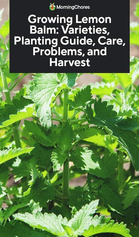 Growing Lemon Balm: Varieties, Planting Guide, Care, Problems, and Harvest Spices Garden, Growing Lemon Balm, Growing Herbs Inside, Lemon Balm Recipes, Lemon Balm Plant, Herb Ideas, Gardening Herbs, Potted Garden, How To Grow Lemon