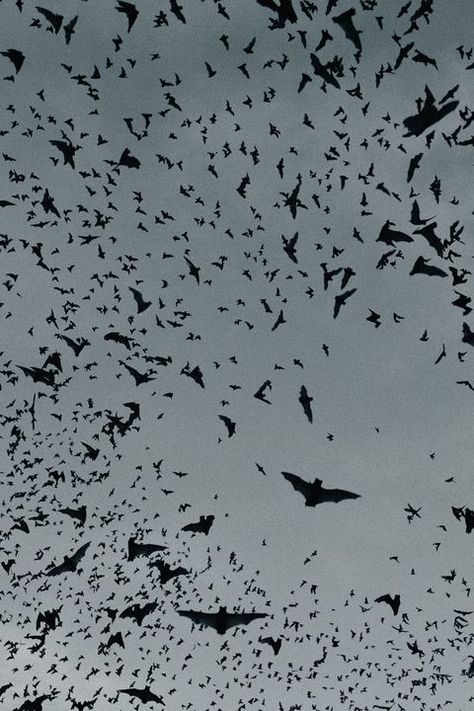 Swarm Of Bats, Flight View, Halloween Nature, Addams Family Theme, Vampire House, Origin Of Halloween, Halloween Resources, Dark History, Celtic Festival