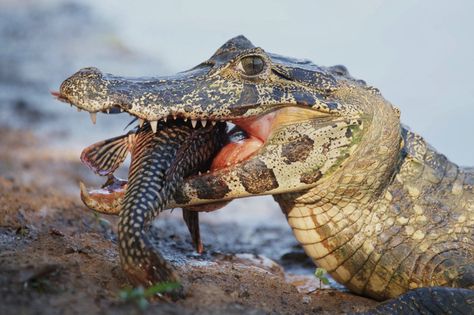 ✥☀✥ GATOR EATS A FISH SNAKE! ✥☀✥ Crocodile Eating, Monitor Lizard, Crocodiles, Reptiles And Amphibians, Reference Photos, Amphibians, Scales, Animals Beautiful, Reptiles