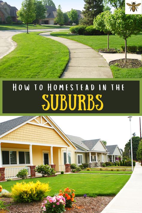 Is backyard homesteading in your dreams? Can you homestead on an urban or suburban plot? You sure can! Let me teach you suburban homesteading skills along with urban homesteading ideas! You'll be surprised as to how much you can actually do with a few suburban/urban homesteading tips and tricks! #suburbanhomesteadingskills #urbanhomesteadingskills #homesteadingforbeginners #beginnershomesteading #surburbanhomesteadingideas Homestead In Suburbs, Homestead Small Backyard, Suburban Backyard Garden, Homesteading In The Suburbs, Homesteading In Town, Urban Homesteading Backyard Small Spaces, Suburban Orchard, Small Backyard Homestead, Urban Homesteading Ideas