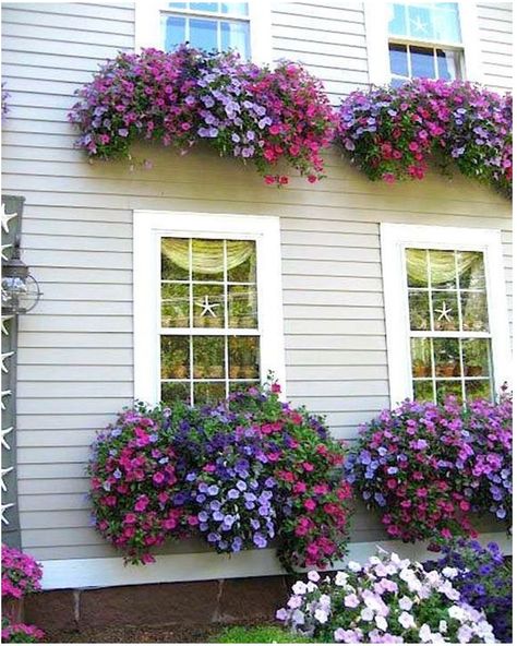 nice Striking Petunia Centerpiece Ideas for Garden Design and Yard Landscaping House With Window Boxes, Petunia Centerpiece, Garden Centerpiece, Window Box Flowers, Small Front Yard, Window Planter Boxes, Have Inspiration, Garden Containers, Garden Windows