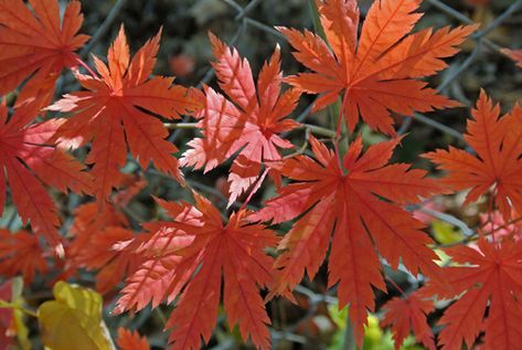 https://www.greatplantpicks.org/search/plant-details/58 Zone 5 Plants, Abies Koreana, Northwest Garden, Fall Yellow, Japanese Tree, Maple Tree, Japanese Maple, Plant List, Lawn And Garden