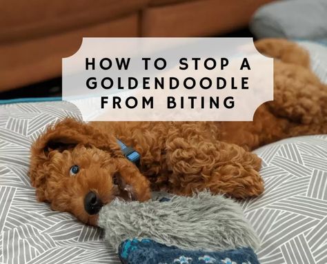 How to Stop a Goldendoodle from Biting! (2022) - We Love Doodles Apricot Goldendoodle Standard, Goldendoodle Training, Goldendoodle Full Grown, Puppy Goldendoodle, Golden Doodle Puppy, Mini Golden Doodle, Goldendoodle Grooming, Puppy Tips, Mini Goldendoodle Puppies