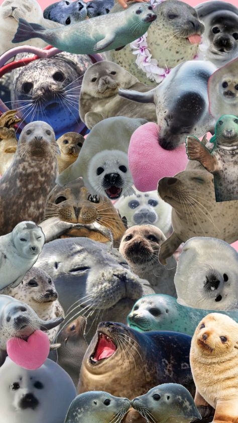 #seal #animals Seal Wallpaper Aesthetic, Seal Wallpaper, Cute Backrounds, Artsy Background, Harbor Seal, Cute Seals, Lion Wallpaper, Beautiful Sea Creatures, Sea Lion