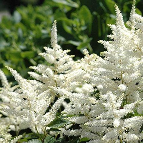 White Perennial Flowers, False Spirea, Natural Bouquet, Garden Privacy, Plant Delivery, Shade Perennials, Moon Garden, Woodland Garden, White Gardens