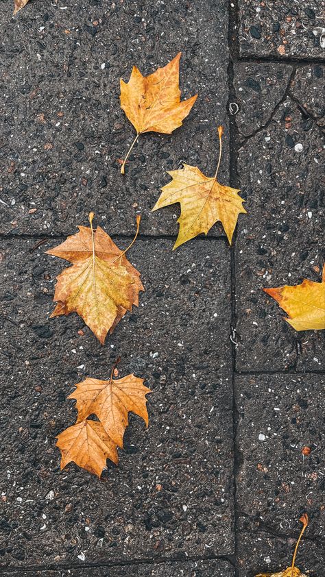 Wet asphalt, street, city, autumn, leaves, rain, fall Rain Fall, Autumn Leaves, Photo And Video, Instagram Photo