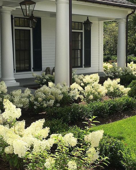 CEH on Instagram: “Very happy with how my first year Bobo Hydrangeas bloomed for me this Summer. Boxwood will hopefully fill in more next year as they…” Bobo Hydrangeas, 6a Gardening, Hydrangeas Landscaping, Hydrangea Border, Southern Landscaping, Bobo Hydrangea, Kingston House, Spring Landscaping, Boxwood Landscaping