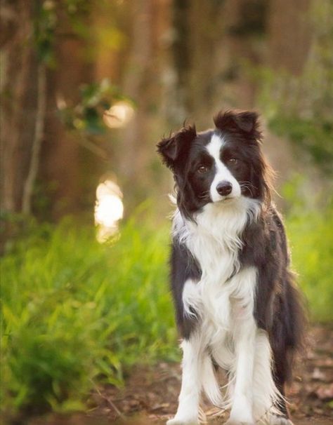 Dog Bulldog Francese, Collie Puppies, Border Collie Puppies, Söt Katt, Labrador Retriever Puppies, Border Collie Dog, Australian Shepherds, Blue Merle, Border Collies