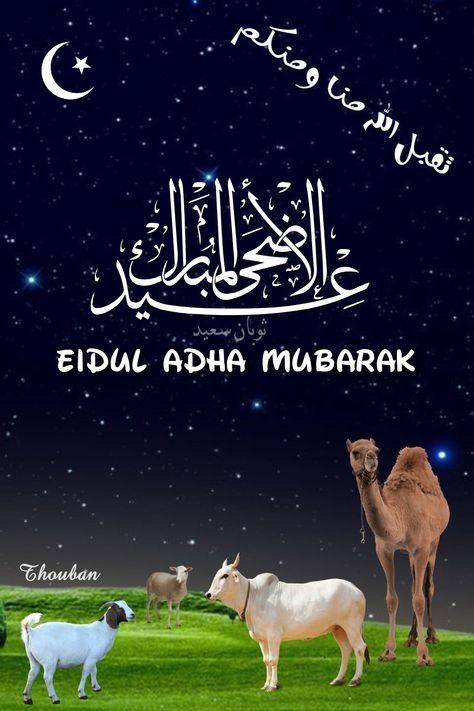 Eid Ul Adha Dp For Whatsapp, Eid Ud Duha Mubarak, Eid E Adha Mubarak, Eid Azha Pic, Eid Ud Duha, Rid Ul Adha Mubarak, Kurbani Eid Mubarak, Ramadhan Wishes, Eid Ul Azha Mubarak