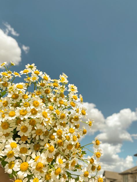 Daisy Background Aesthetic, Chamomile Flowers Aesthetic, Chamomile Background, Chamomile Aesthetic, Chamomile Wallpaper, Chamomile Garden, Chamomile Bouquet, Garden Corner Ideas, Daisy Background