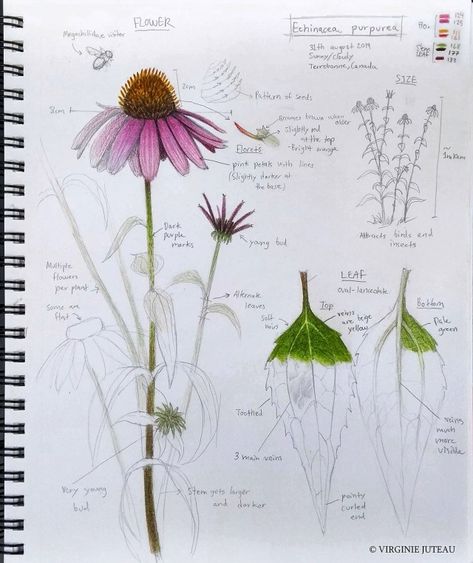 Flower Anatomy, Botany Art, Plant Sketches, Botanical Sketchbook, Echinacea Purpurea, Flower Nature, Science Biology, Anatomy Drawing, Plant Illustration