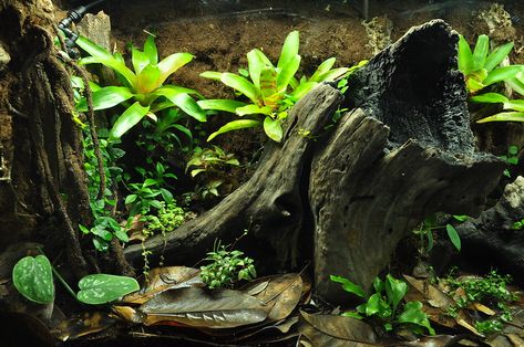 The Burnt Stump | Dendroboard Dart Frog Terrarium, Dart Frog Vivarium, Bioactive Vivarium, Snake Terrarium, Frog Terrarium, Gecko Terrarium, Aquascape Design, Reptile Room, Aquarium Terrarium