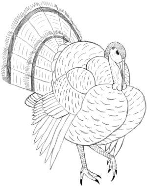 Hey, are you finding a turkey drawing tutorial? Then you are in the right place. In this, “How to Draw a Turkey” post I am showing the best and easy way to draw for everyone. Turkey Drawings, Thanksgiving Artwork, Draw A Turkey, Turkey Embroidery, Turkey Drawing, Color Theory Art, Bird Coloring, Fall Clip Art, Turkey Art