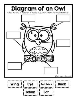 Owl Diagram by The Kindergarten Creator | Teachers Pay Teachers Owl Babies Book, Owls Kindergarten, Owl Diaries, Owl Preschool, Nature Based Preschool, Owl Labels, Owl Writing, Owl Activities, Owl Babies