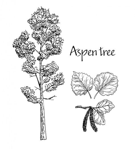 Aspen hand drawn sketch. sketch of decid... | Premium Vector #Freepik #vector #birch #tree-sketch #branch #tree Aspen Trees Tattoo, Tree Drawings, Branch Tree, Aspen Tree, Leaf Drawing, Aspen Trees, Deciduous Trees, Tree Drawing, Tree Tattoo